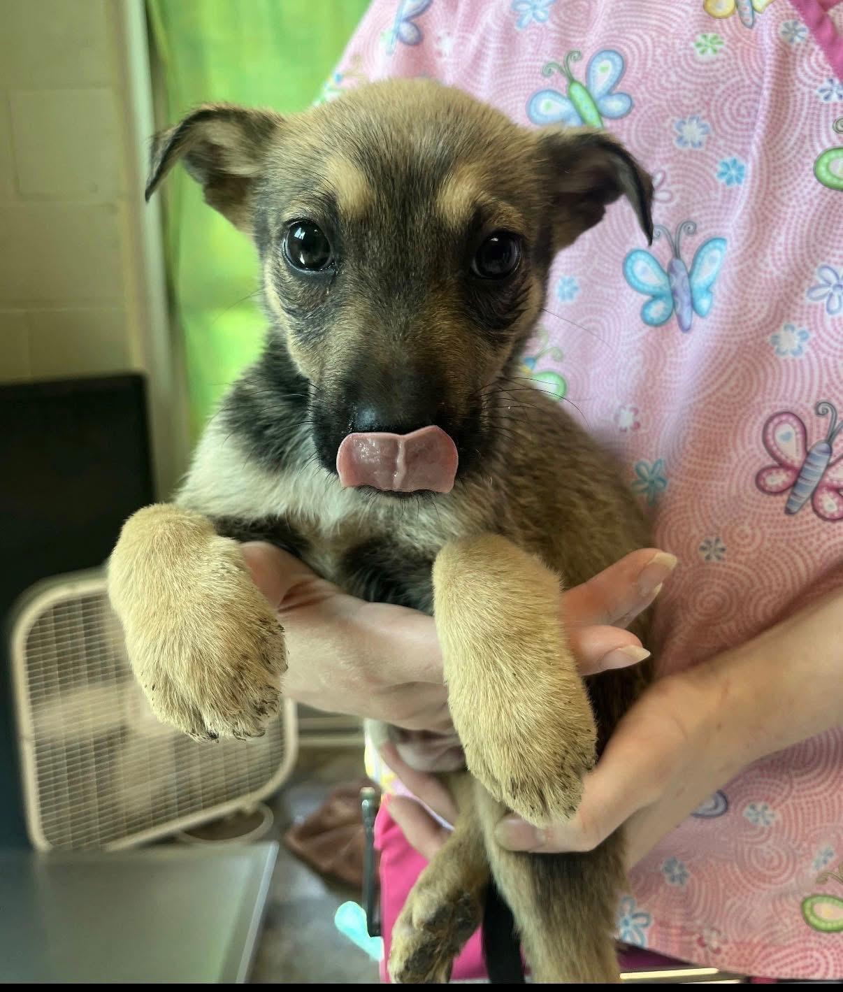 Enlarge Tortellini, a Adoptable mixed breed in Newfoundland, NJ image 2/2