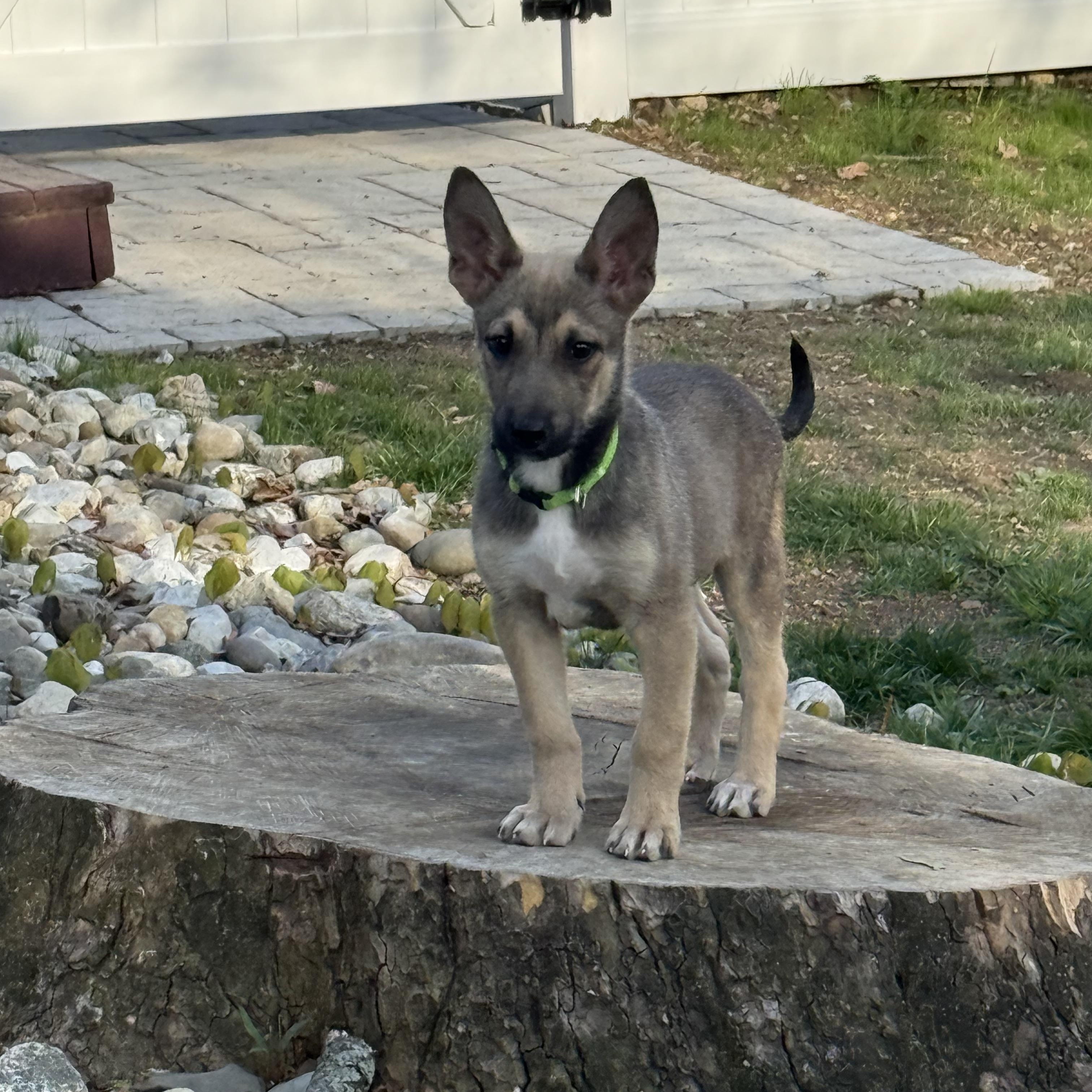Enlarge Tortellini, a Adoptable mixed breed in Newfoundland, NJ image 1/4