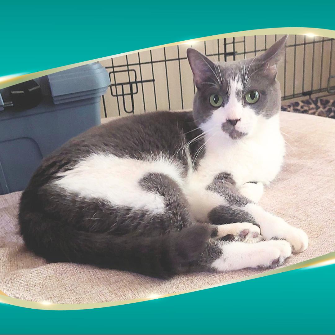 Olivette, Adoptable, Adult Female Domestic Short Hair.