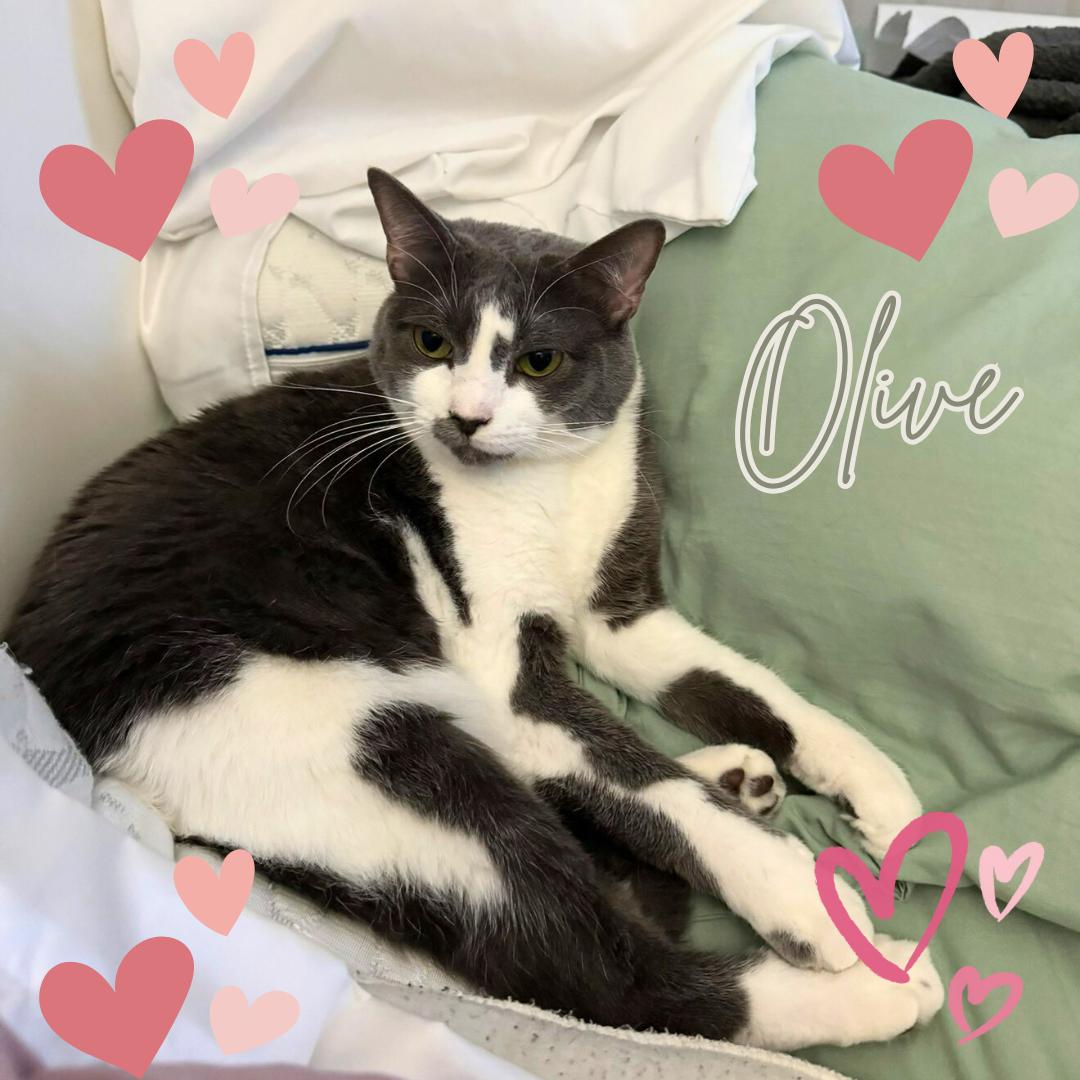 Olivette, a Adoptable Domestic Short Hair in Orange City, FL image 2/3