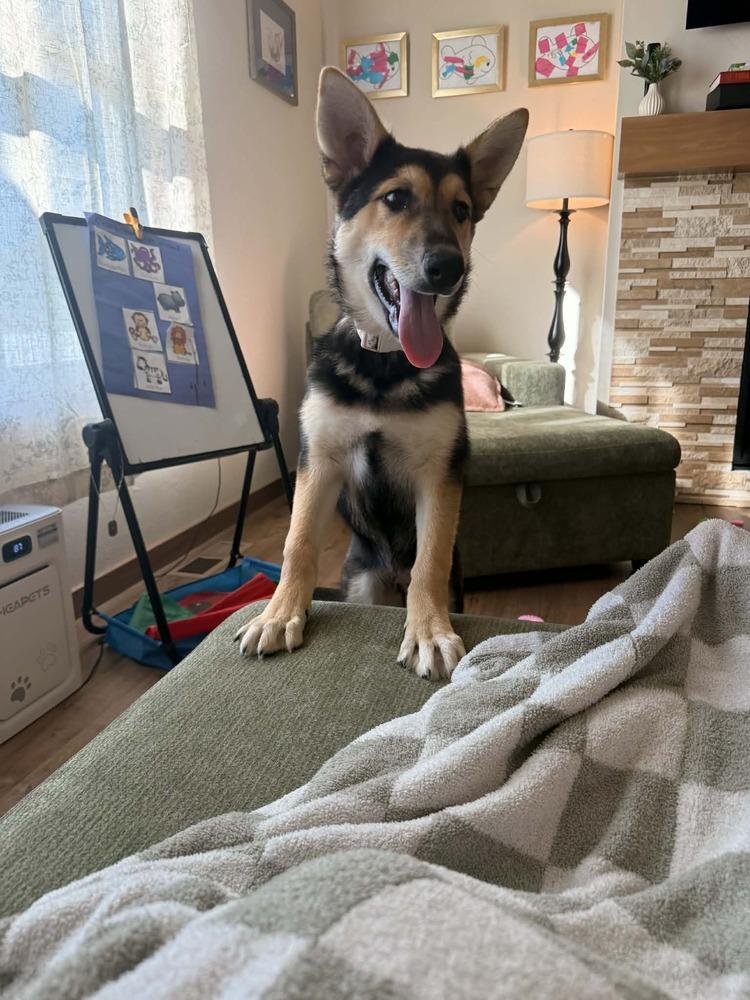 Lina, Adoptable, Puppy Female German Shepherd Dog.