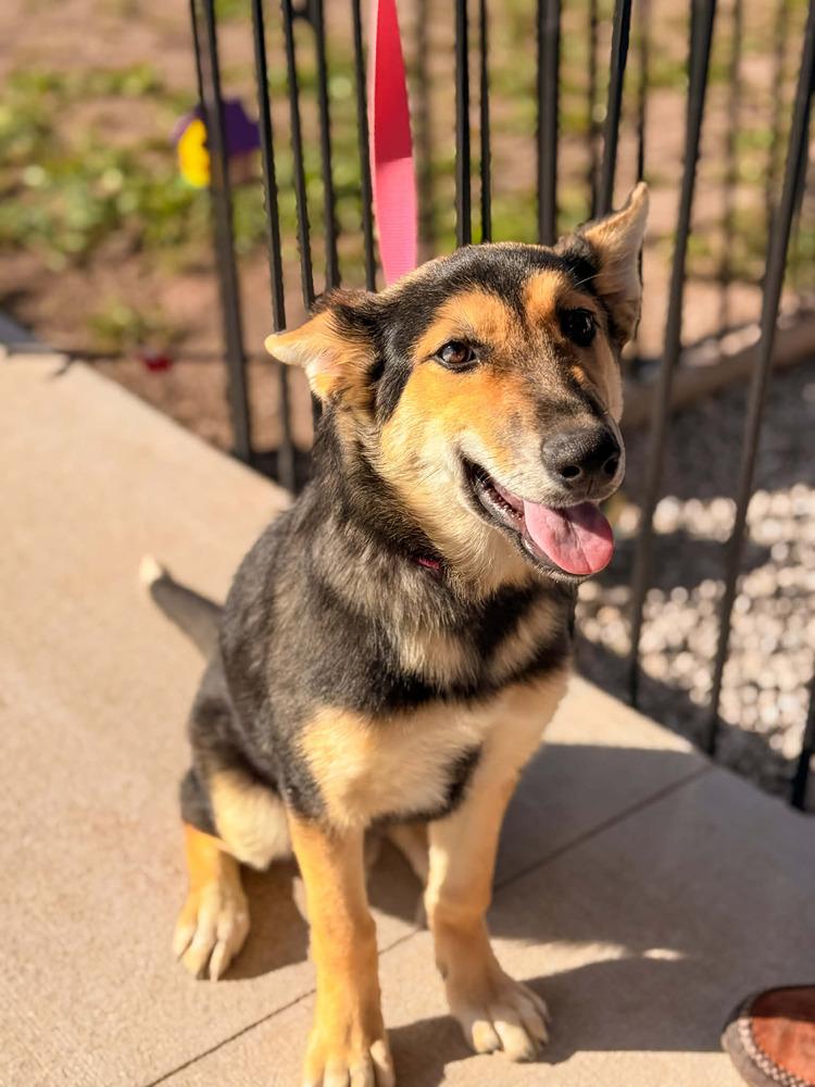 Enlarge Lina, a Adoptable German Shepherd Dog in Fredonia, WI image 2/4