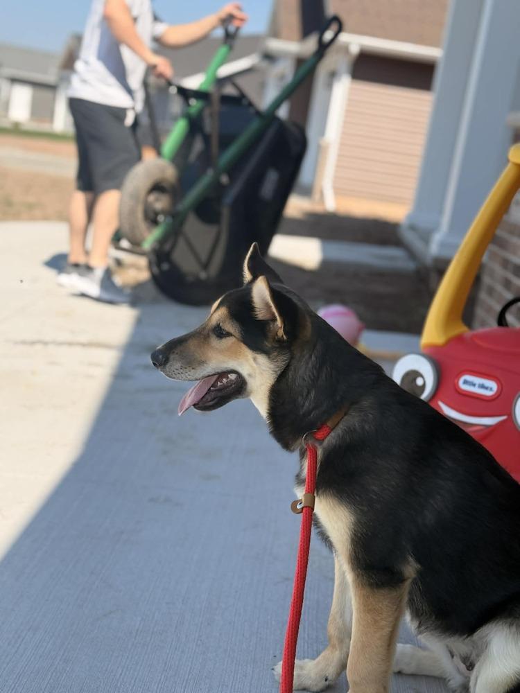 Enlarge Lina, a Adoptable German Shepherd Dog in Fredonia, WI image 3/4