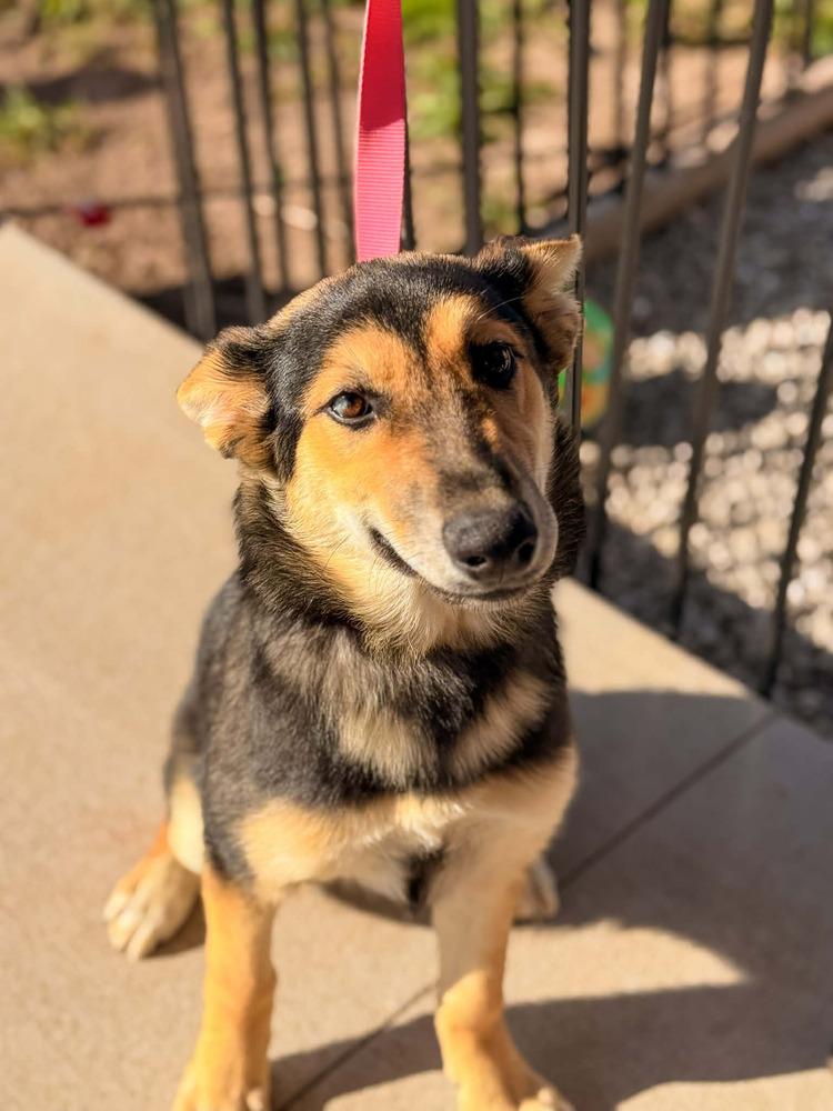 Enlarge Lina, a Adoptable German Shepherd Dog in Fredonia, WI image 4/4
