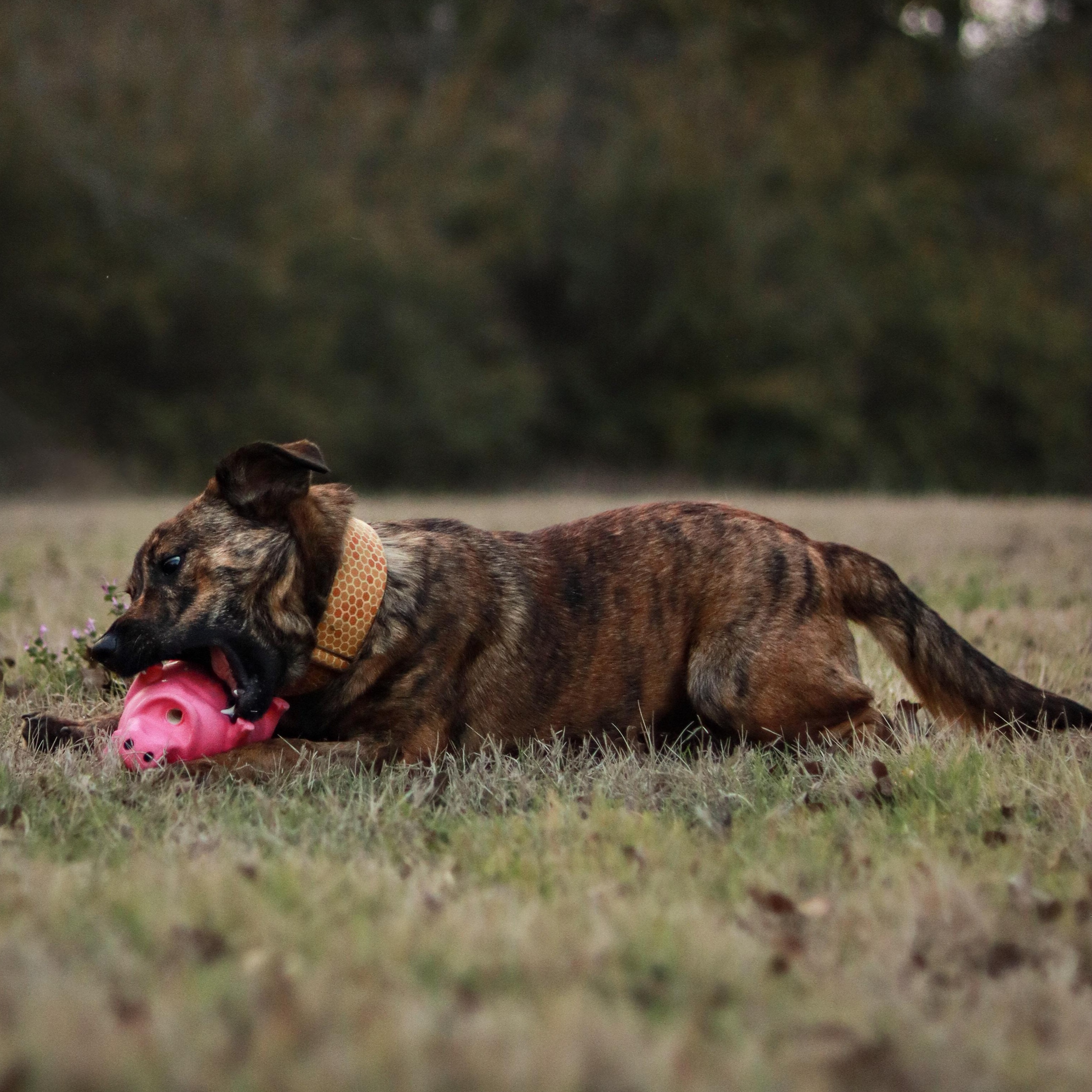Tigger, an adopted mixed breed in Bryan, TX image 5/6