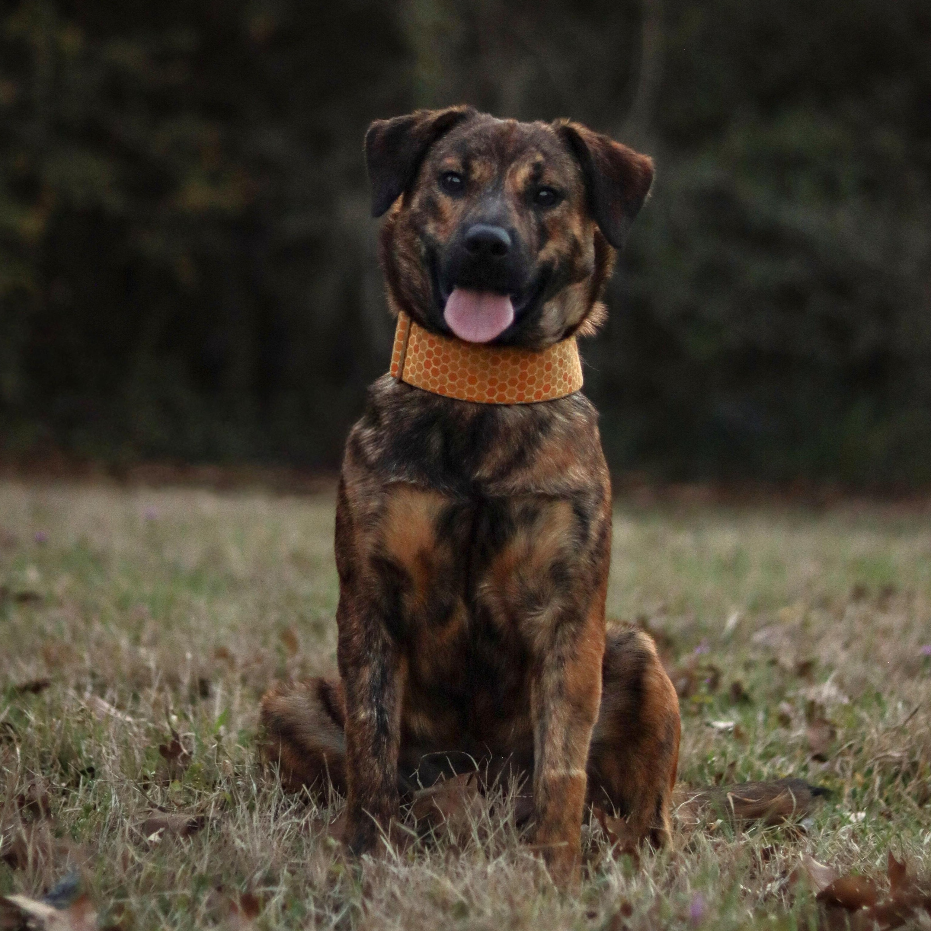 Tigger, an adopted mixed breed in Bryan, TX image 1/6