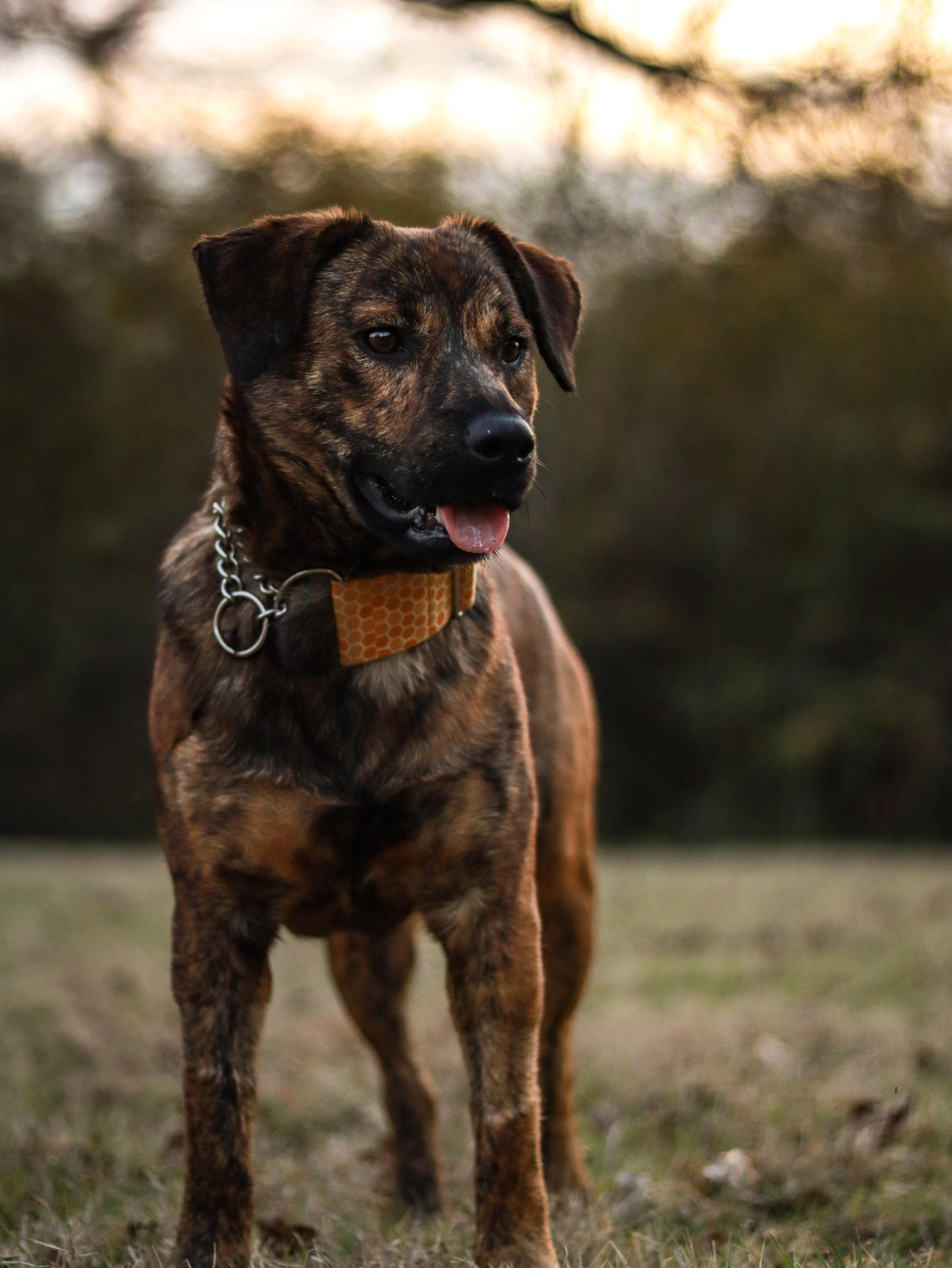 Tigger, an adopted mixed breed in Bryan, TX image 2/6