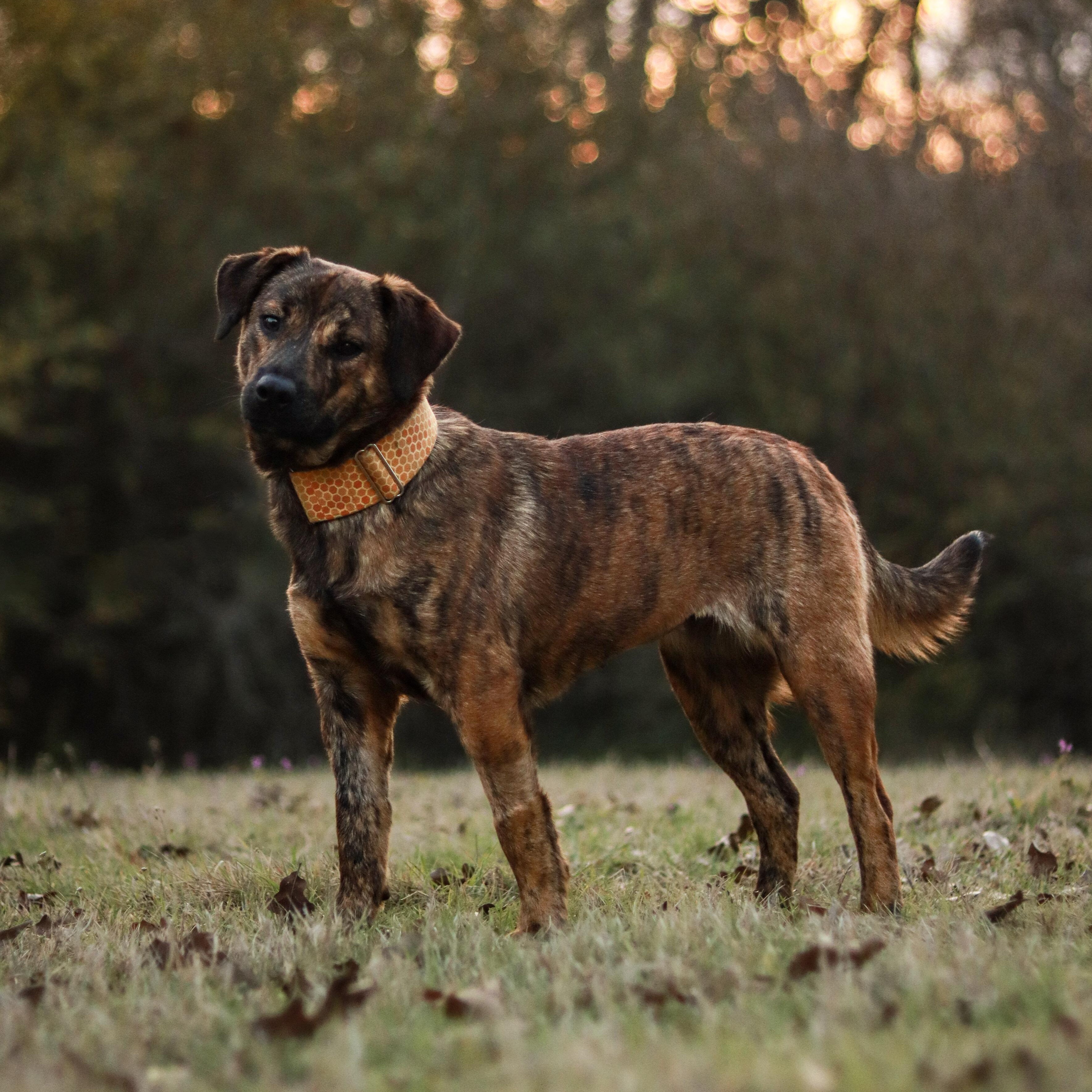 Tigger, an adopted mixed breed in Bryan, TX image 6/6