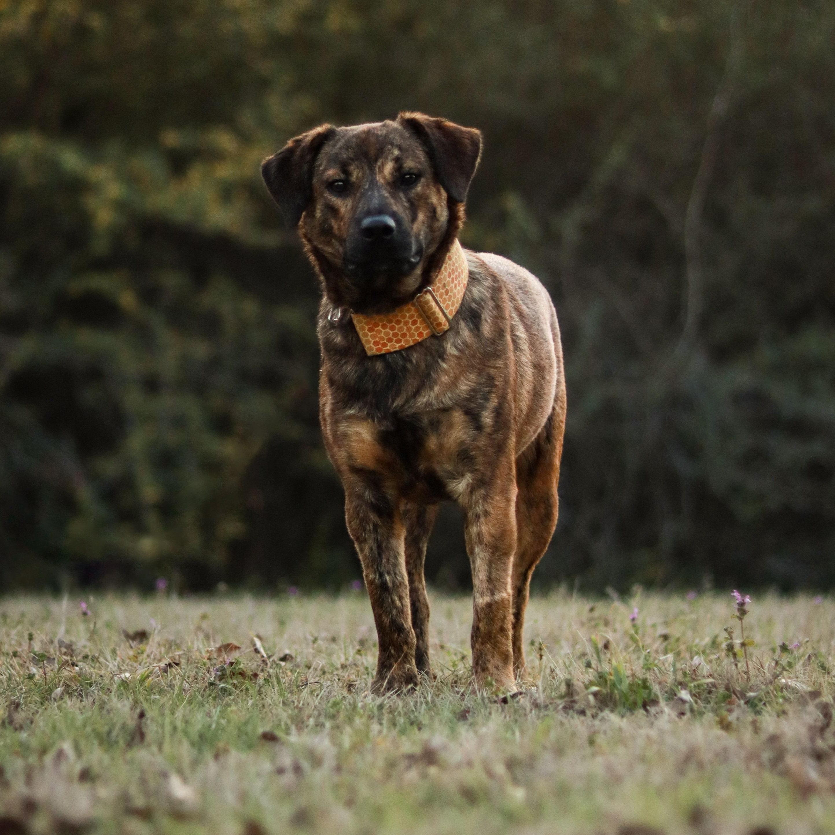 Tigger, an adopted mixed breed in Bryan, TX image 4/6