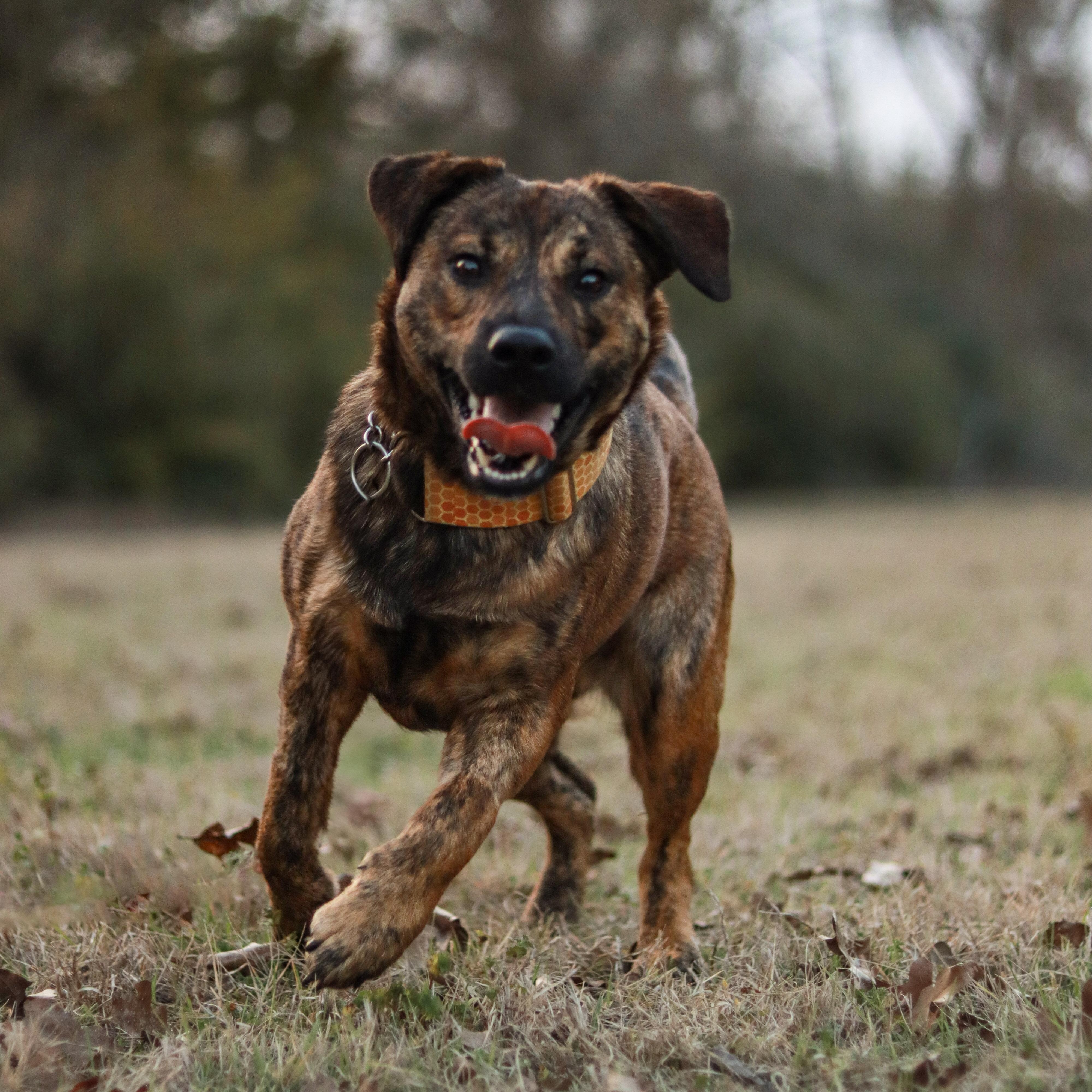 Tigger, an adopted mixed breed in Bryan, TX image 3/6