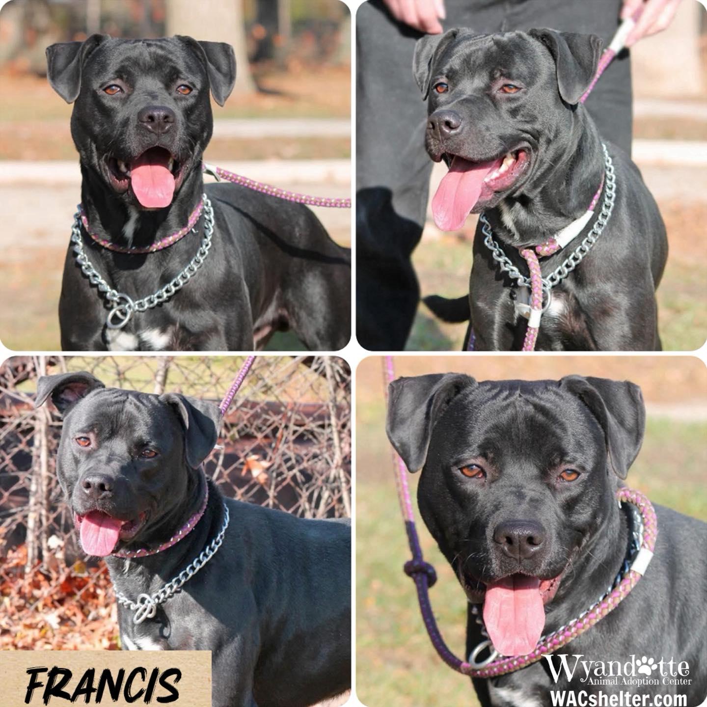 FRANCIS, ADOPTABLE, Adult Male Mixed Breed.