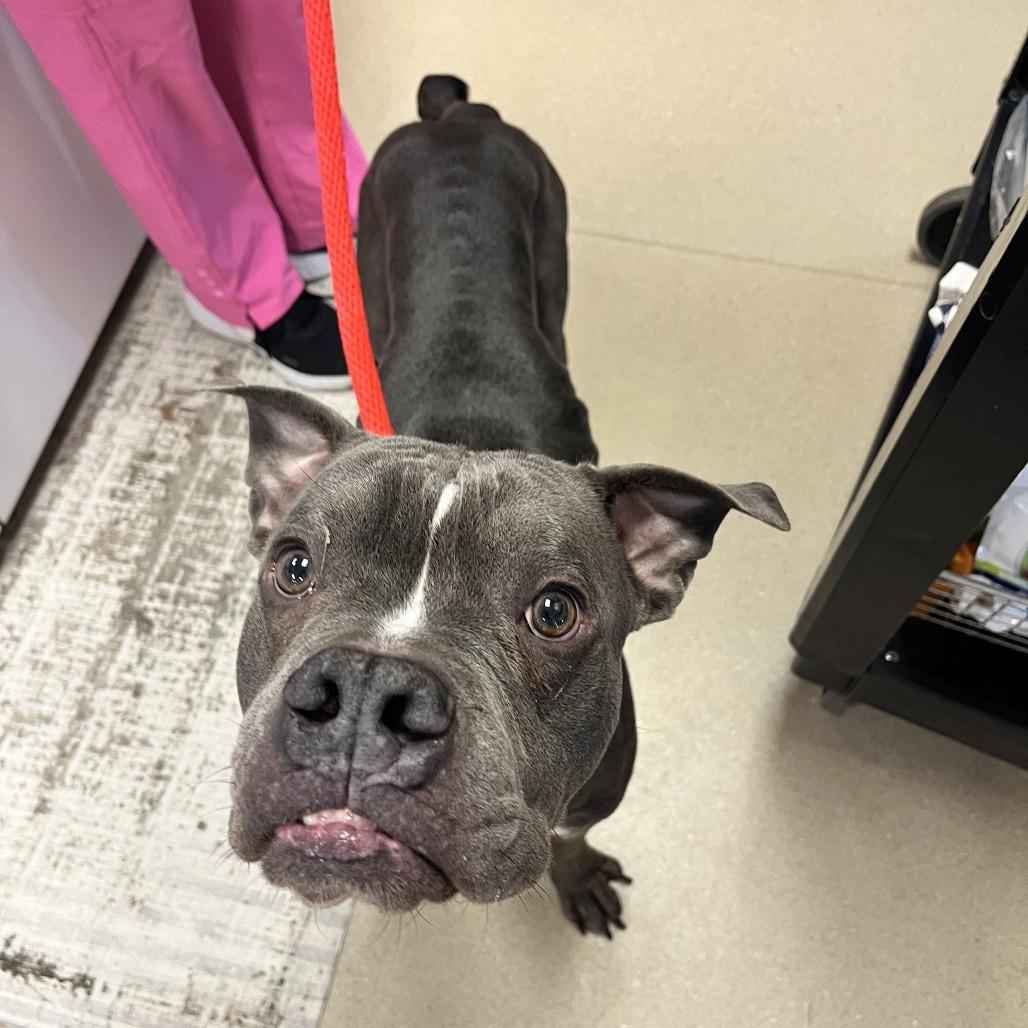 Emmett, Adoptable, Adult Male Pit Bull Terrier & Boxer.