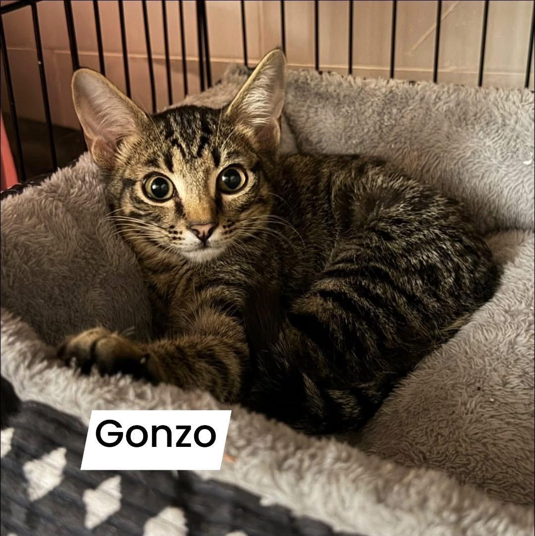 Gonzo, ADOPTABLE, Kitten Male Domestic Short Hair.