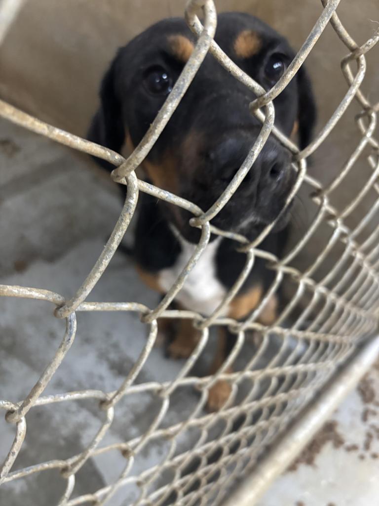 Roxie, Adoptable, Adult Female Mixed Breed.