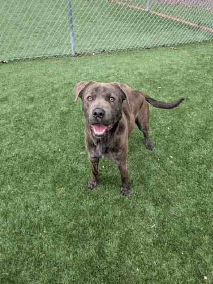 Bennett, Adoptable, Young Male Mixed Breed & Mixed Breed.