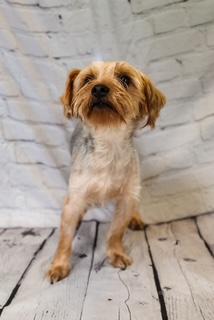 Shadow, Adoptable, Adult Male Yorkshire Terrier.