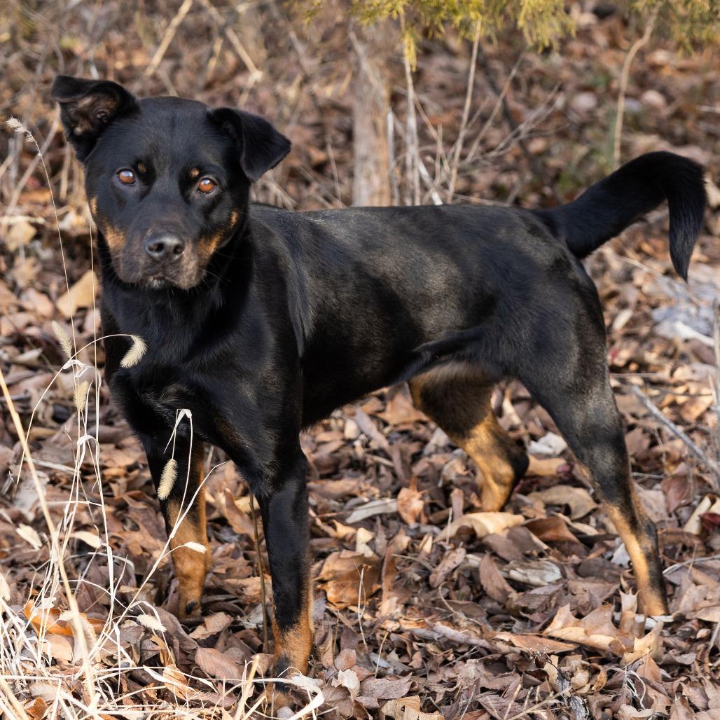 Enlarge Candace, a ADOPTABLE Mixed Breed in Cape Girardeau, MO image 1/2