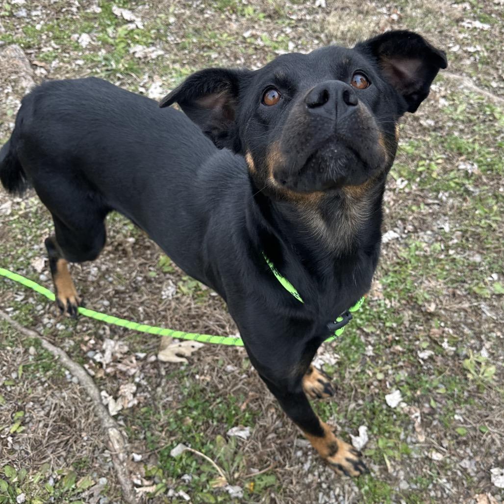 Enlarge Candace, a ADOPTABLE Mixed Breed in Cape Girardeau, MO image 1/1