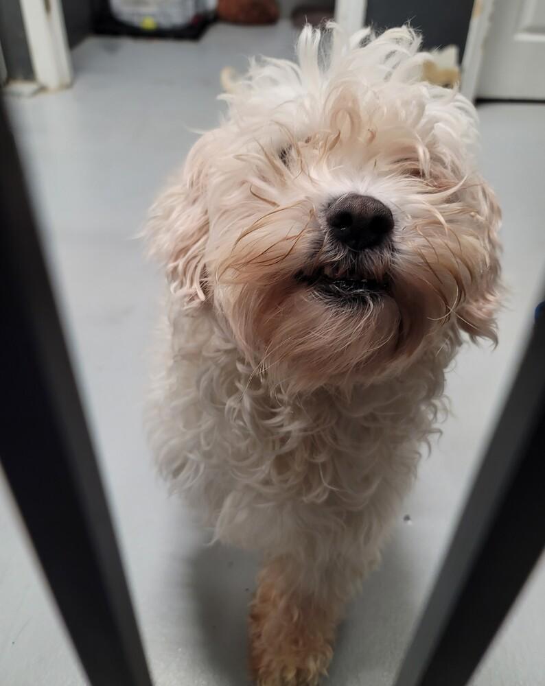 Fraizer Kern #0551, Adoptable, Adult Male Poodle.