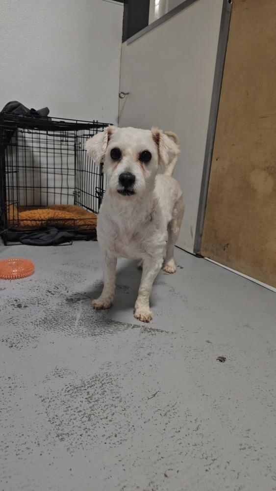 Fraizer Kern #0551, Adoptable, Adult Male Poodle.