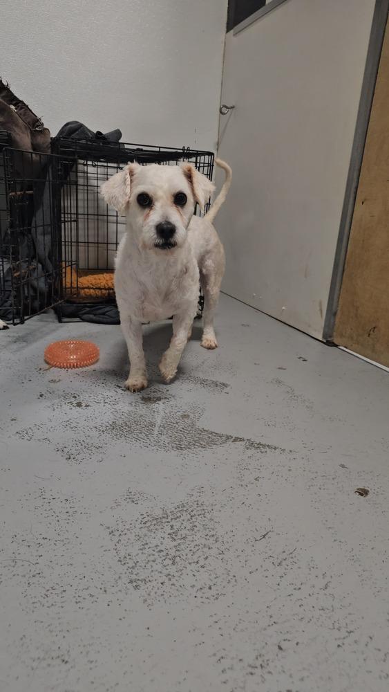 Fraizer Kern #0551, a Adoptable Poodle in Studio City, CA image 5/6