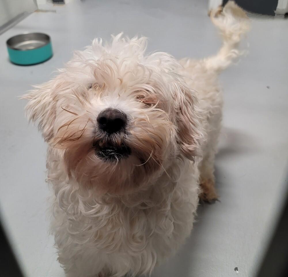 Fraizer Kern #0551, a Adoptable Poodle in Studio City, CA image 6/6