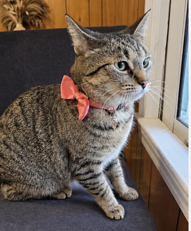 Enlarge Cleo (LW), a Adoptable Domestic Short Hair in Simpsonville, SC image 3/4