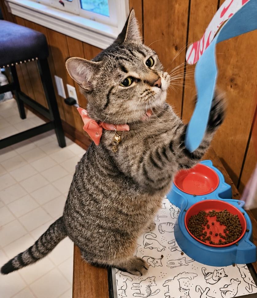 Enlarge Cleo (LW), a Adoptable Domestic Short Hair in Simpsonville, SC image 1/4