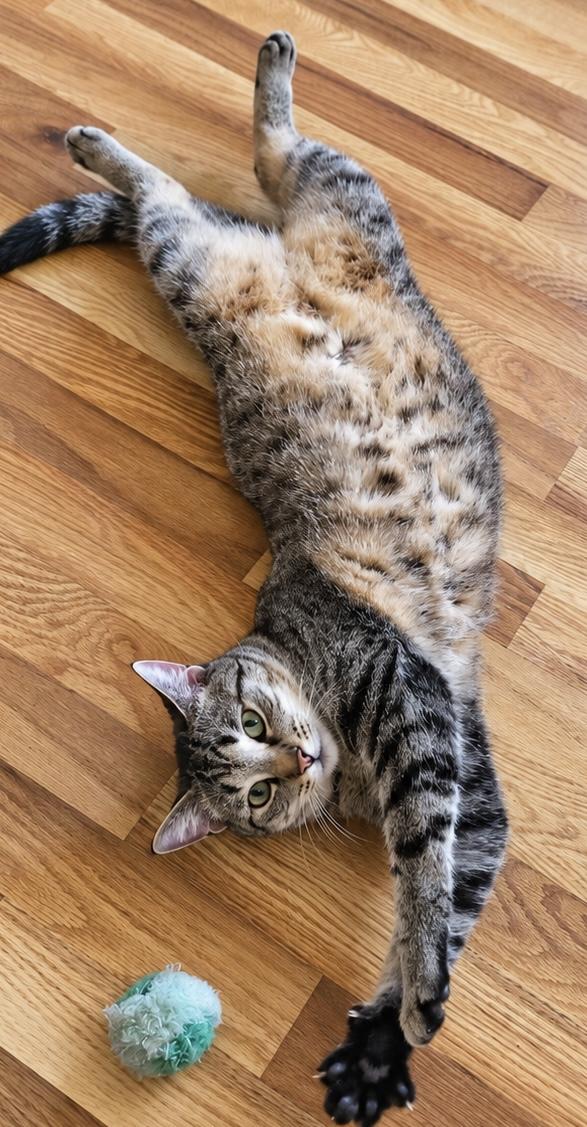 Enlarge Cleo (LW), a Adoptable Domestic Short Hair in Simpsonville, SC image 2/4