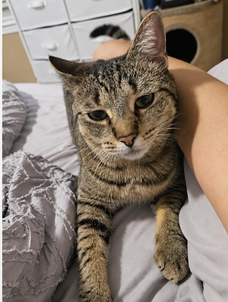 Enlarge Cleo (LW), a Adoptable Domestic Short Hair in Simpsonville, SC image 4/4