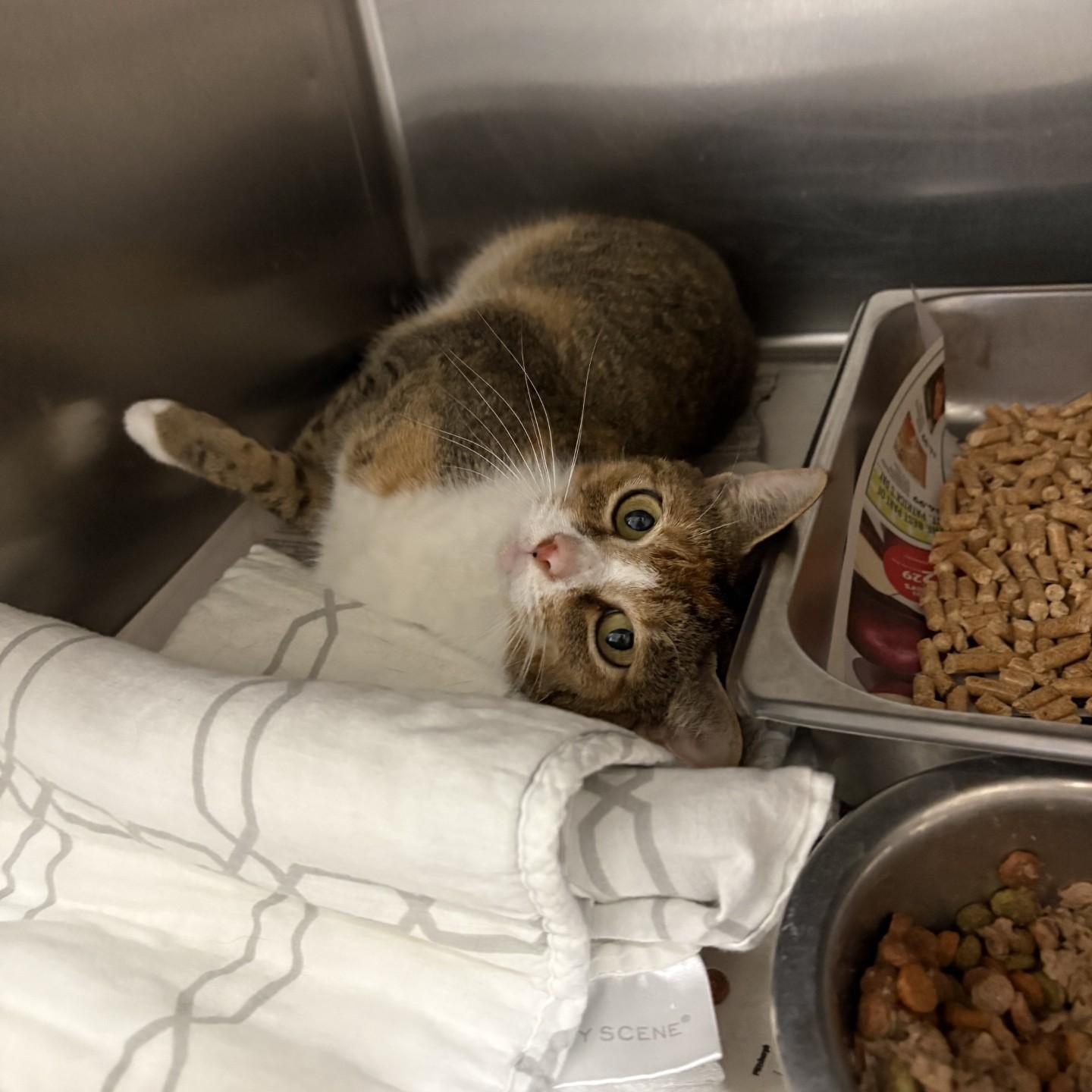 Apple Jacks, ADOPTABLE, Adult Female Domestic Short Hair.