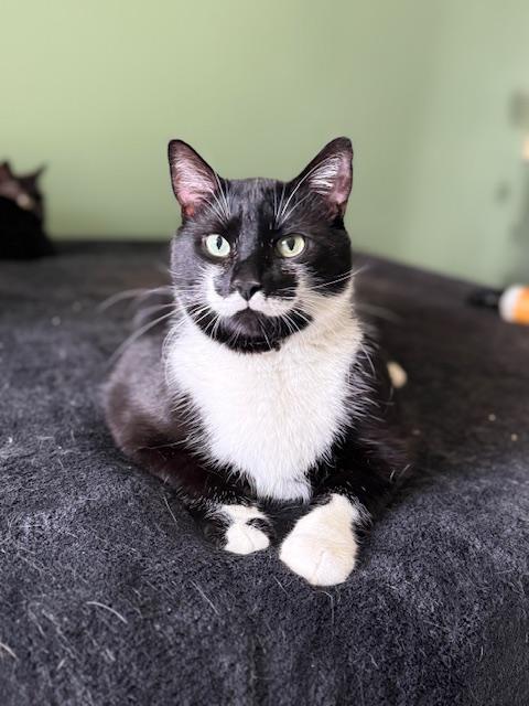 Stache and Natty Boo - Declawed! , ADOPTABLE, Adult Male Tuxedo.