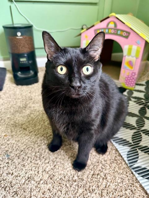 Stache and Natty Boo - Declawed! , a ADOPTABLE Tuxedo in Holland, MI image 6/6