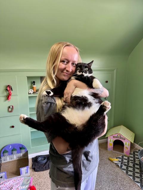 Stache and Natty Boo - Declawed! , a ADOPTABLE Tuxedo in Holland, MI image 3/6