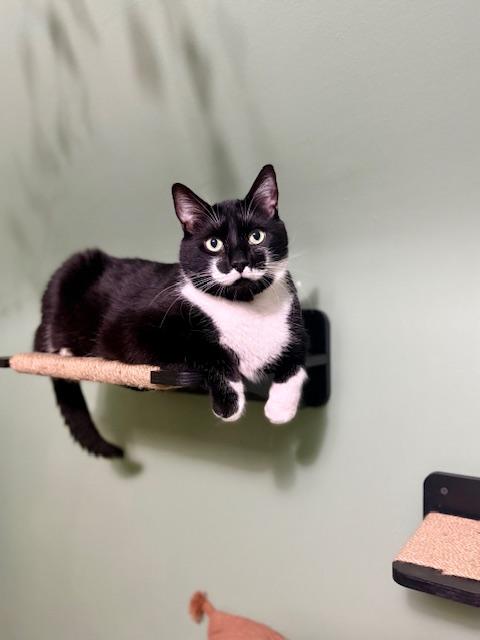 Stache and Natty Boo - Declawed! , a ADOPTABLE Tuxedo in Holland, MI image 2/6