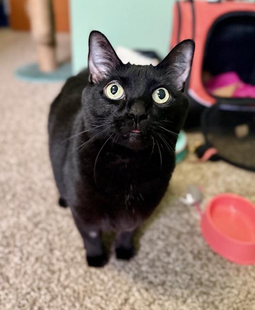 Stache and Natty Boo - Declawed! , a ADOPTABLE Tuxedo in Holland, MI image 5/6