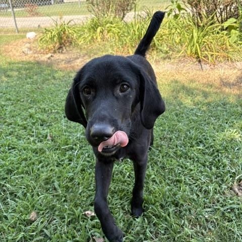 Doogan, Adopted, Young Male Black Labrador Retriever.