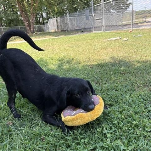 Enlarge Doogan, a Adopted mixed breed in Dinwiddie, VA image 3/4