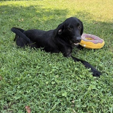 Enlarge Doogan, a Adopted mixed breed in Dinwiddie, VA image 2/4