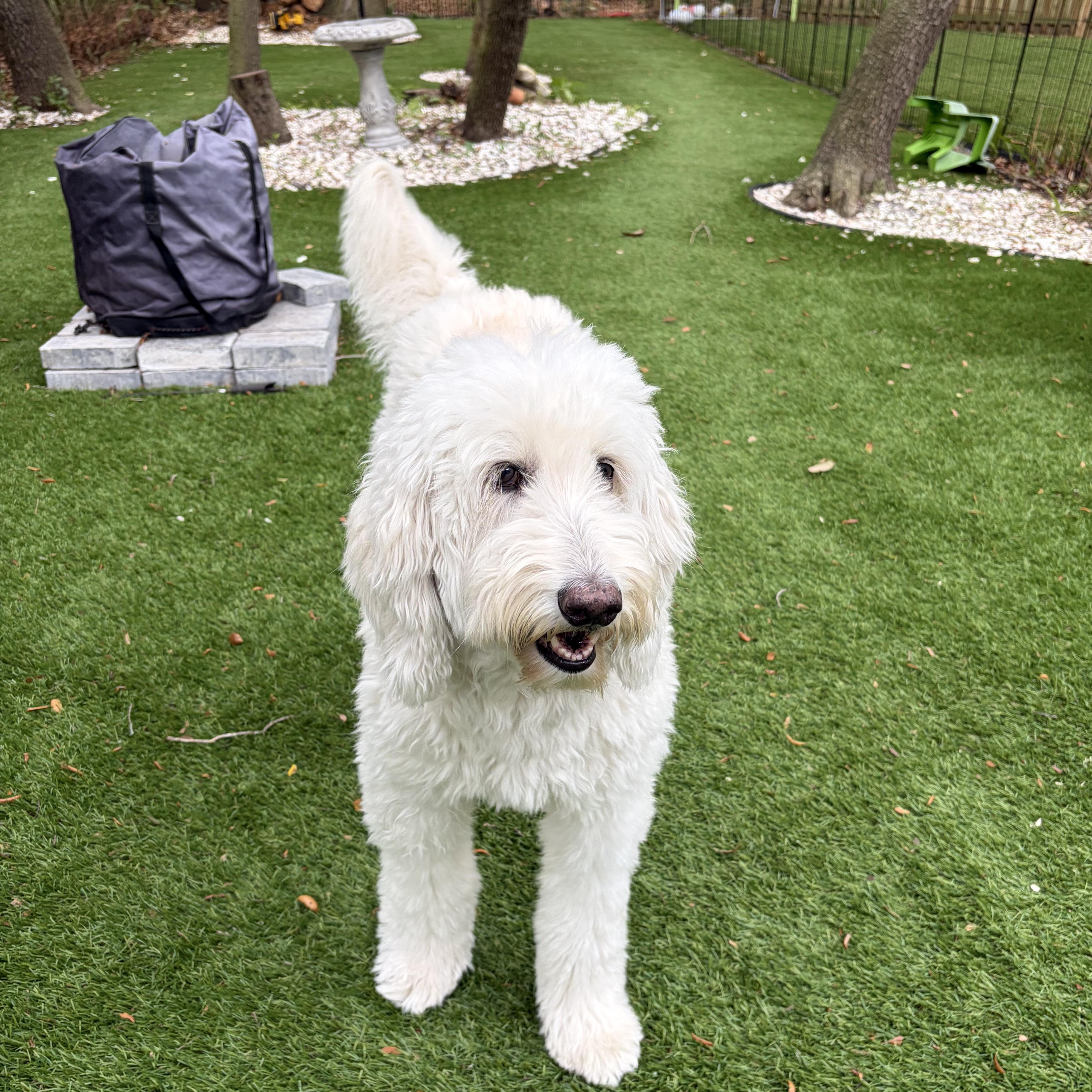 Enlarge SUMMER-FLORIDA, a Adoptable Goldendoodle in Neptune Beach, FL image 5/6