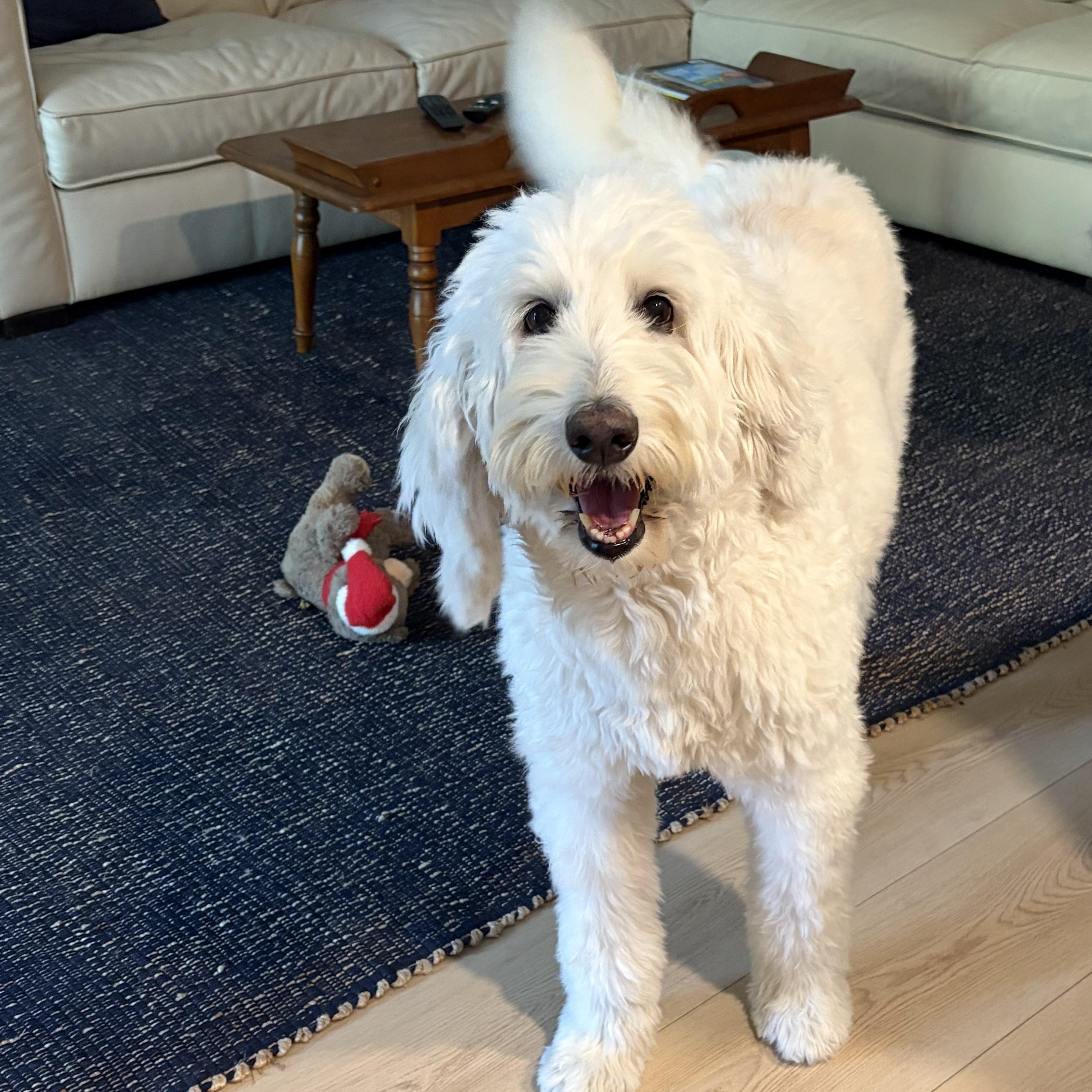 Enlarge SUMMER-FLORIDA, a Adoptable Goldendoodle in Neptune Beach, FL image 3/6
