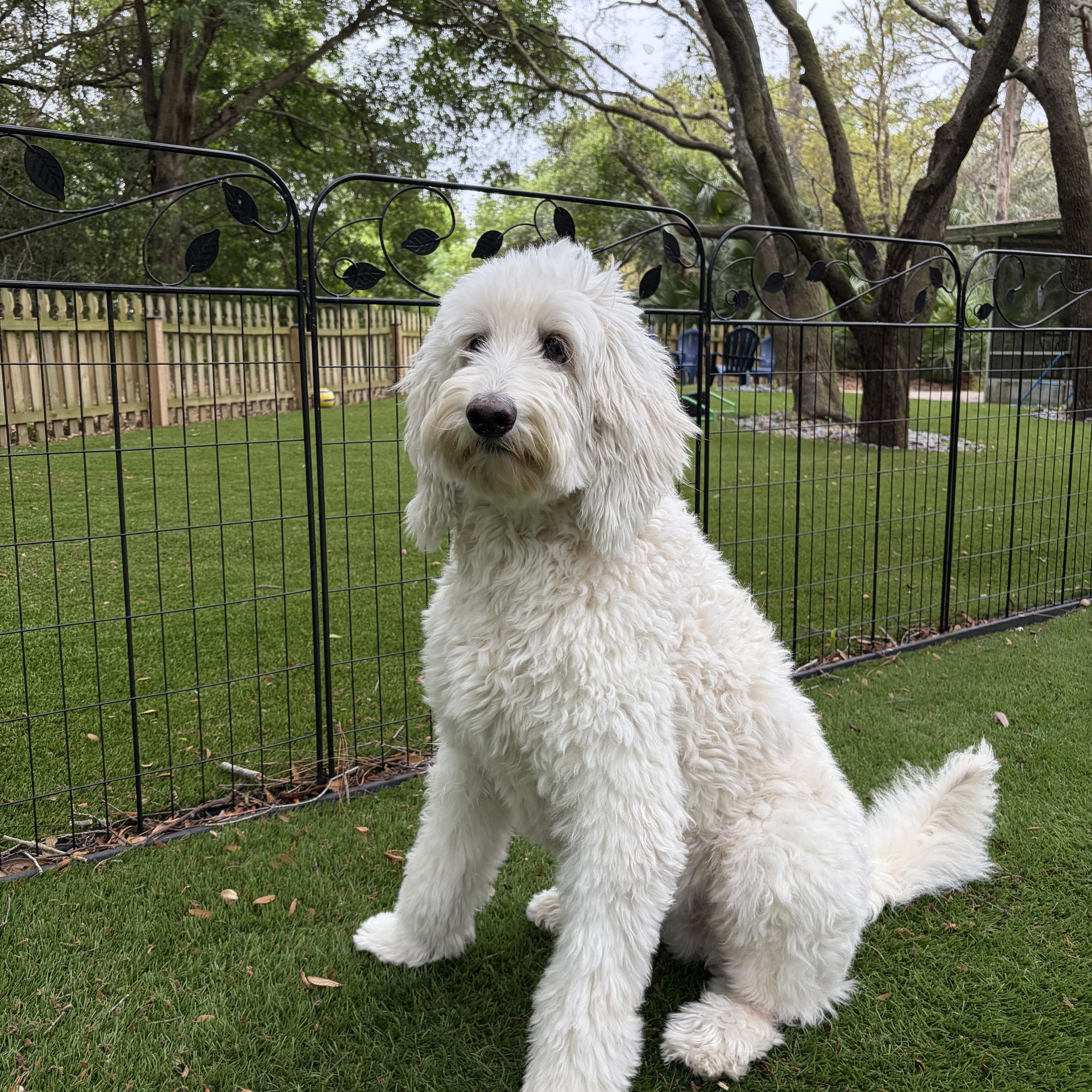 Enlarge SUMMER-FLORIDA, a Adoptable Goldendoodle in Neptune Beach, FL image 4/6
