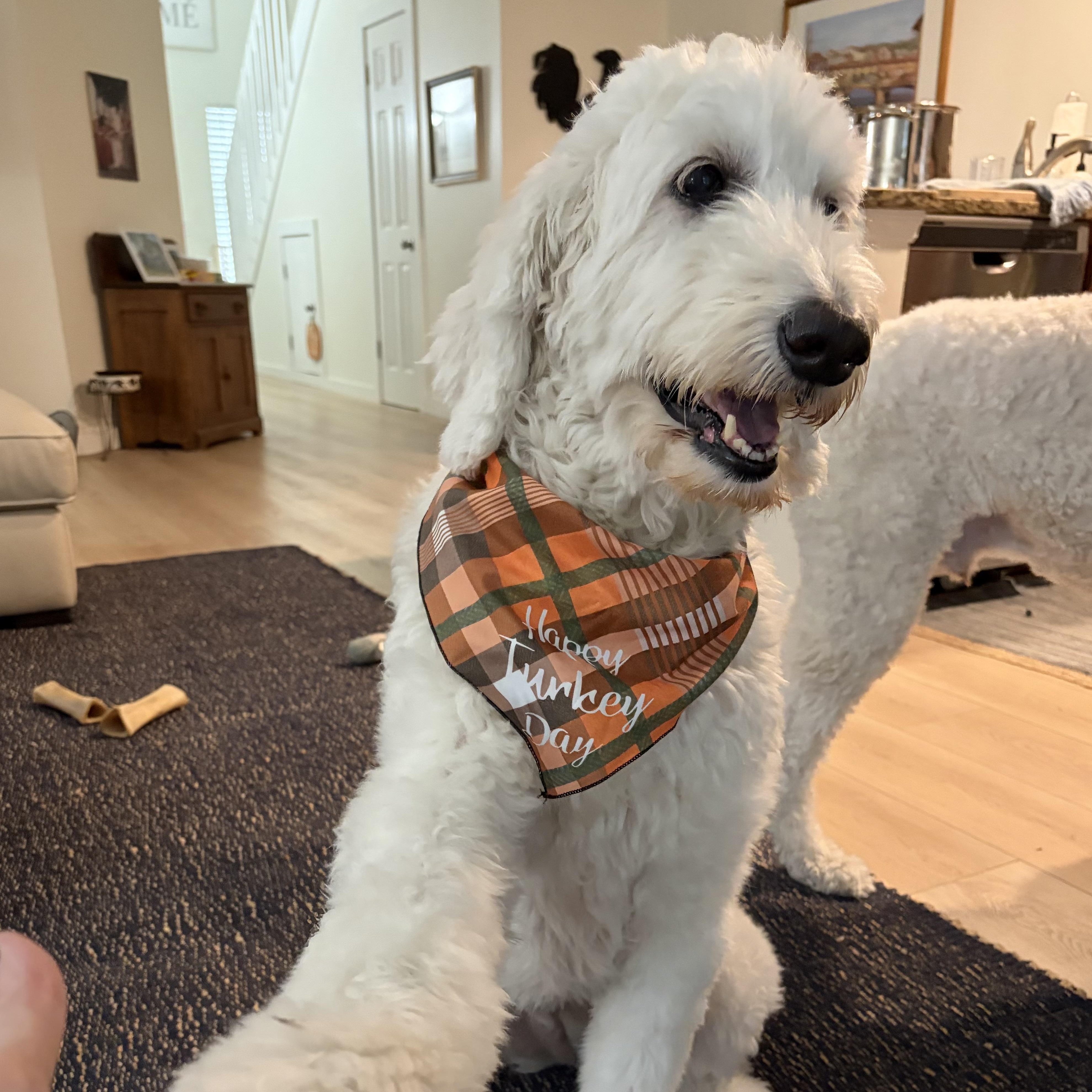 Enlarge SUMMER-FLORIDA, a Adoptable Goldendoodle in Neptune Beach, FL image 2/6