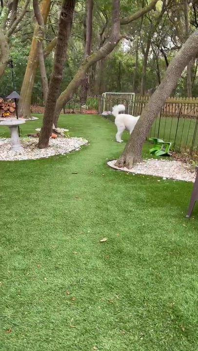 Enlarge SUMMER-FLORIDA, a Adoptable Goldendoodle in Neptune Beach, FL video 6/6