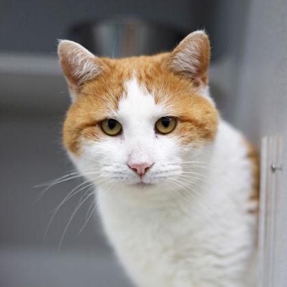 Garfield, Adoptable, Adult Male Domestic Short Hair.