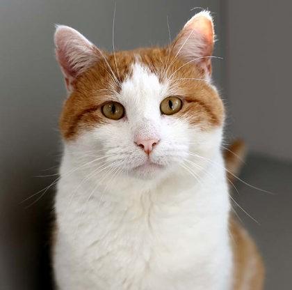 Garfield, a Adoptable mixed breed in Atlanta, GA image 2/3