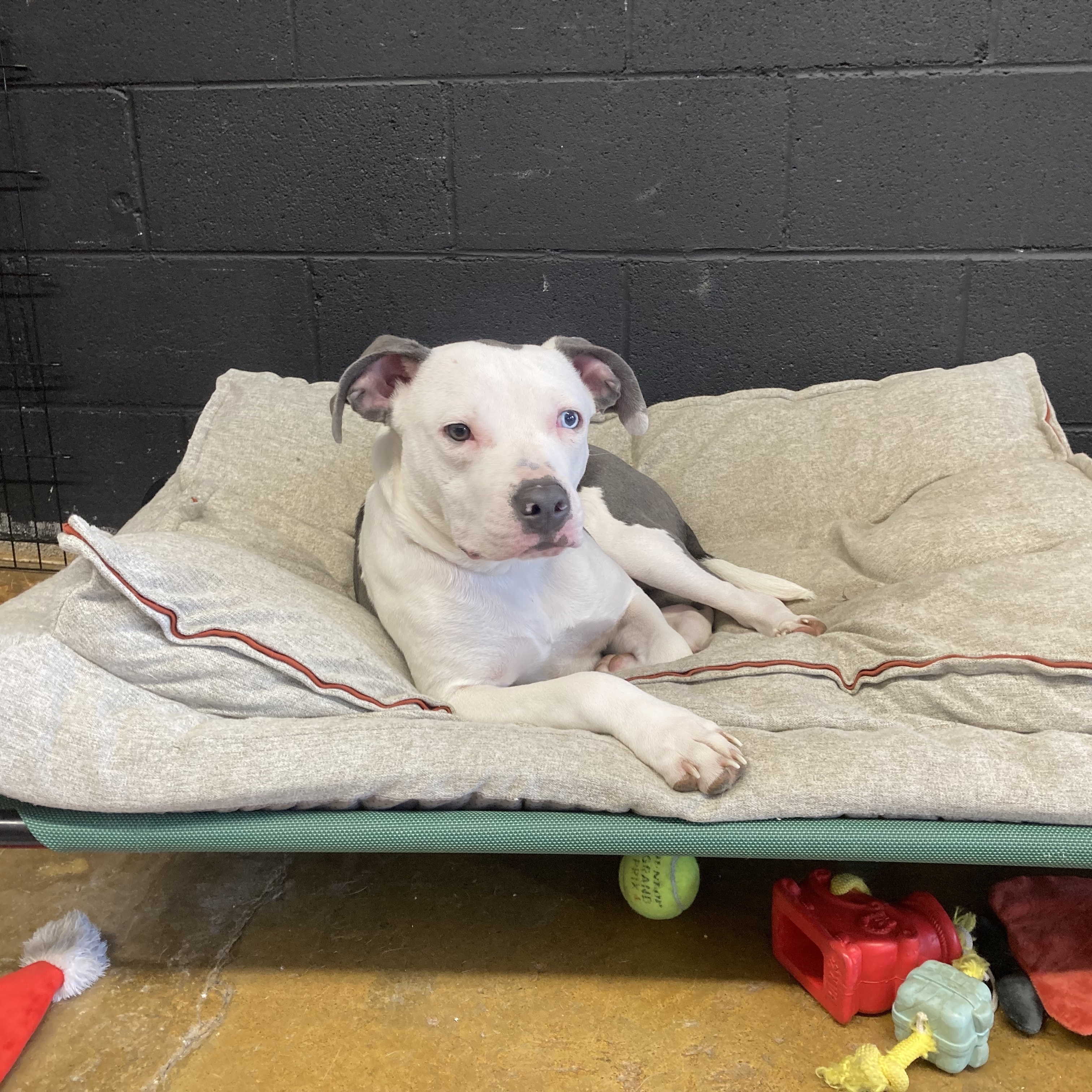 Wally, a Adoptable mixed breed in Cincinnati, OH image 3/5