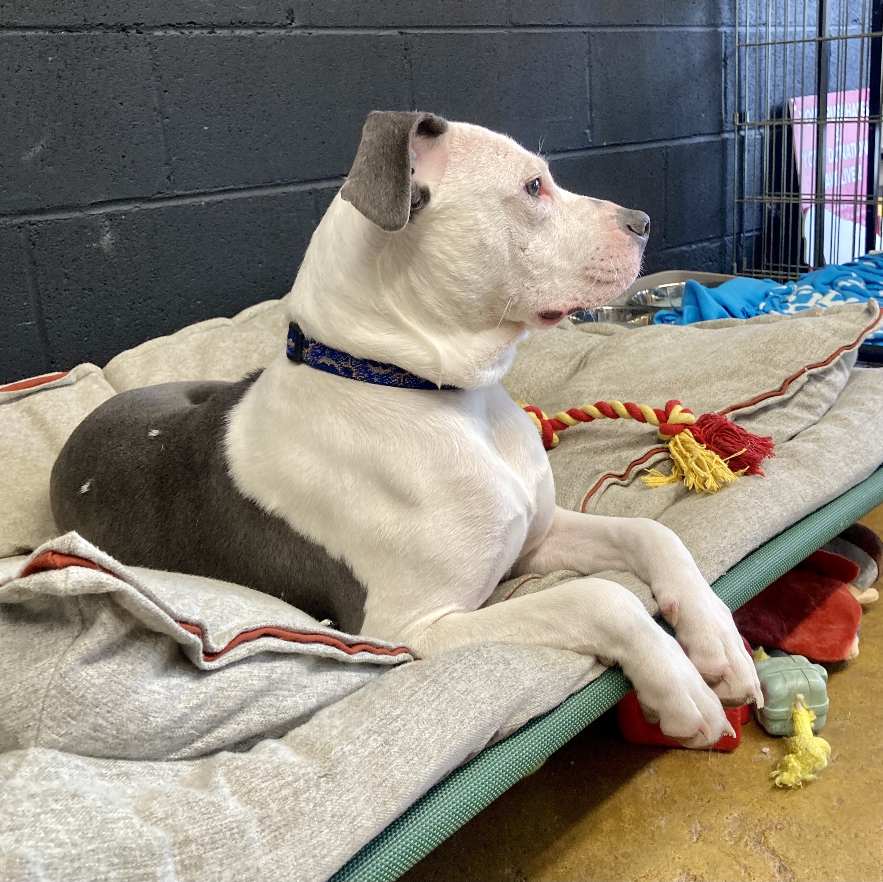 Wally, a Adoptable mixed breed in Cincinnati, OH image 4/5