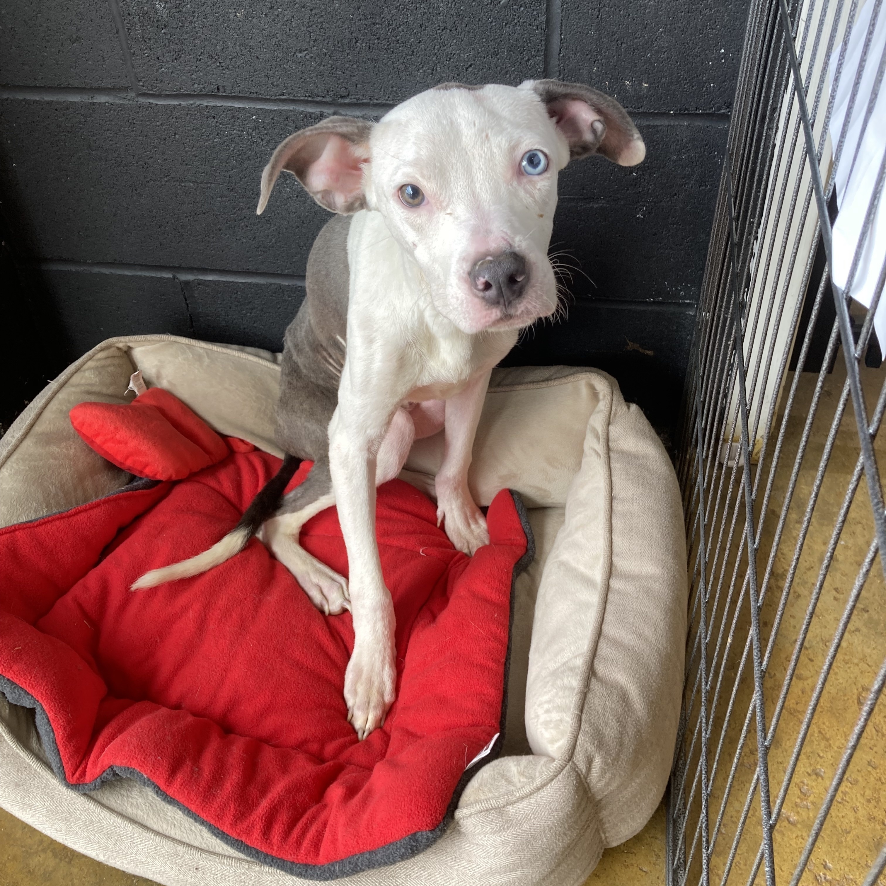 Wally, a Adoptable mixed breed in Cincinnati, OH image 5/5