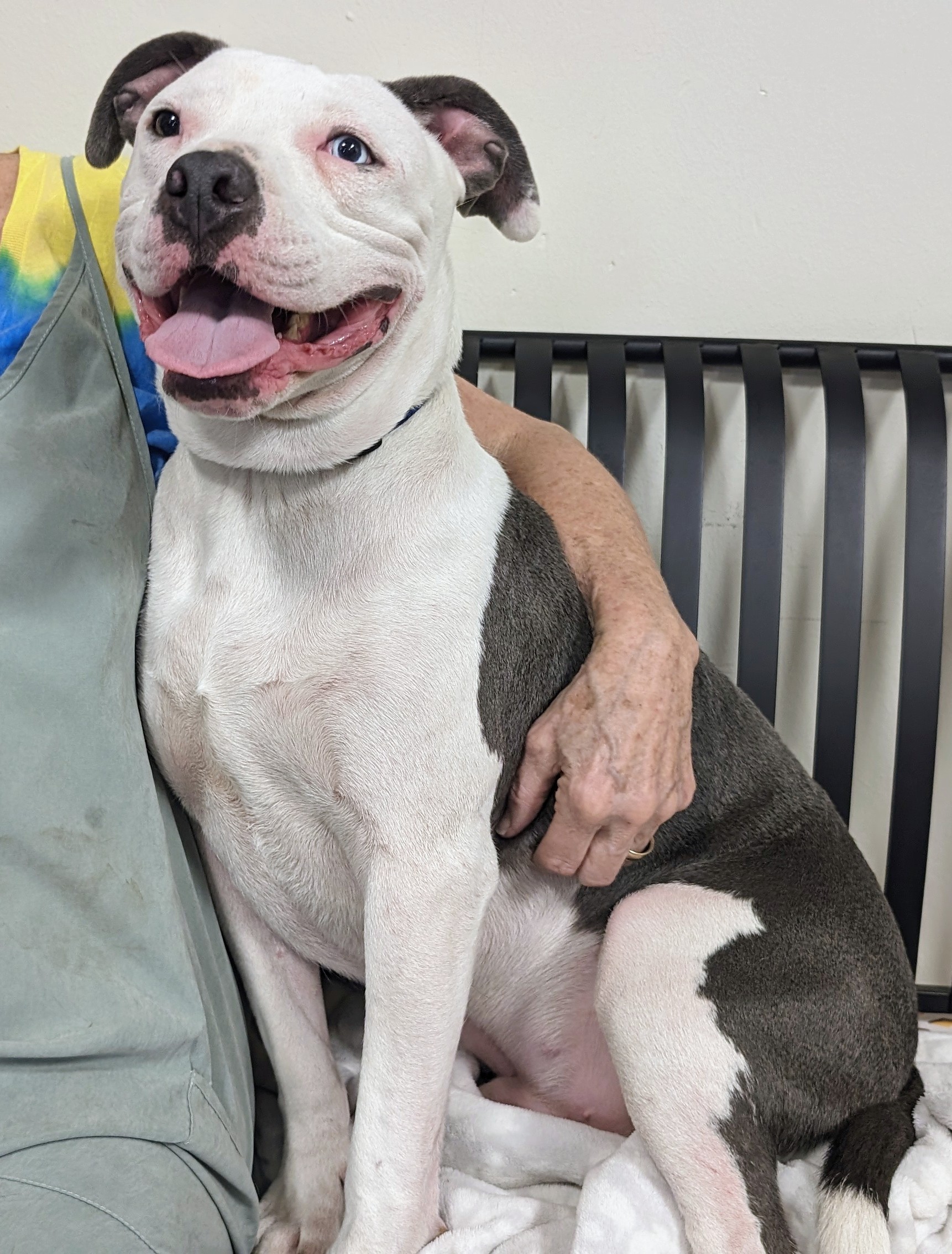 Wally, a Adoptable mixed breed in Cincinnati, OH image 1/5